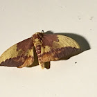 Imperial Moth