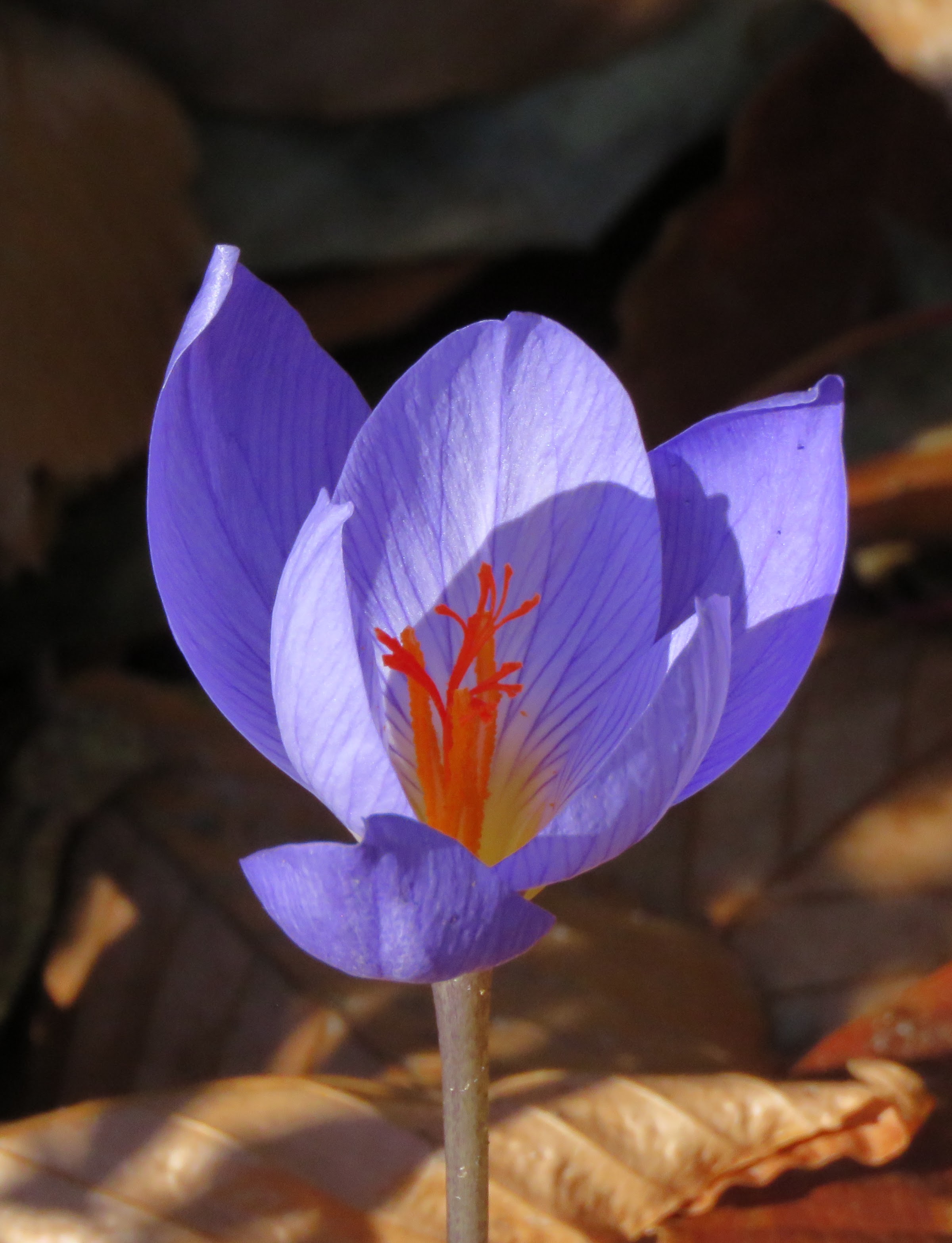 Pendant ce temps, dans le jardin de grigri... - Page 40 W7KL9R6cilPxSx54XuOxI0881srKMaUXjMt7H9n6avlBfsRCyION153YF9bItbJDVnxxpcALYBy2XFhqe8Y0jO0kBH7tXaHPzoQj0xmP6ZM5-21GsmwTcrZPK5A8NPfxiRJkdmymFFE=w2400