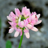 Purple Crown Vetch