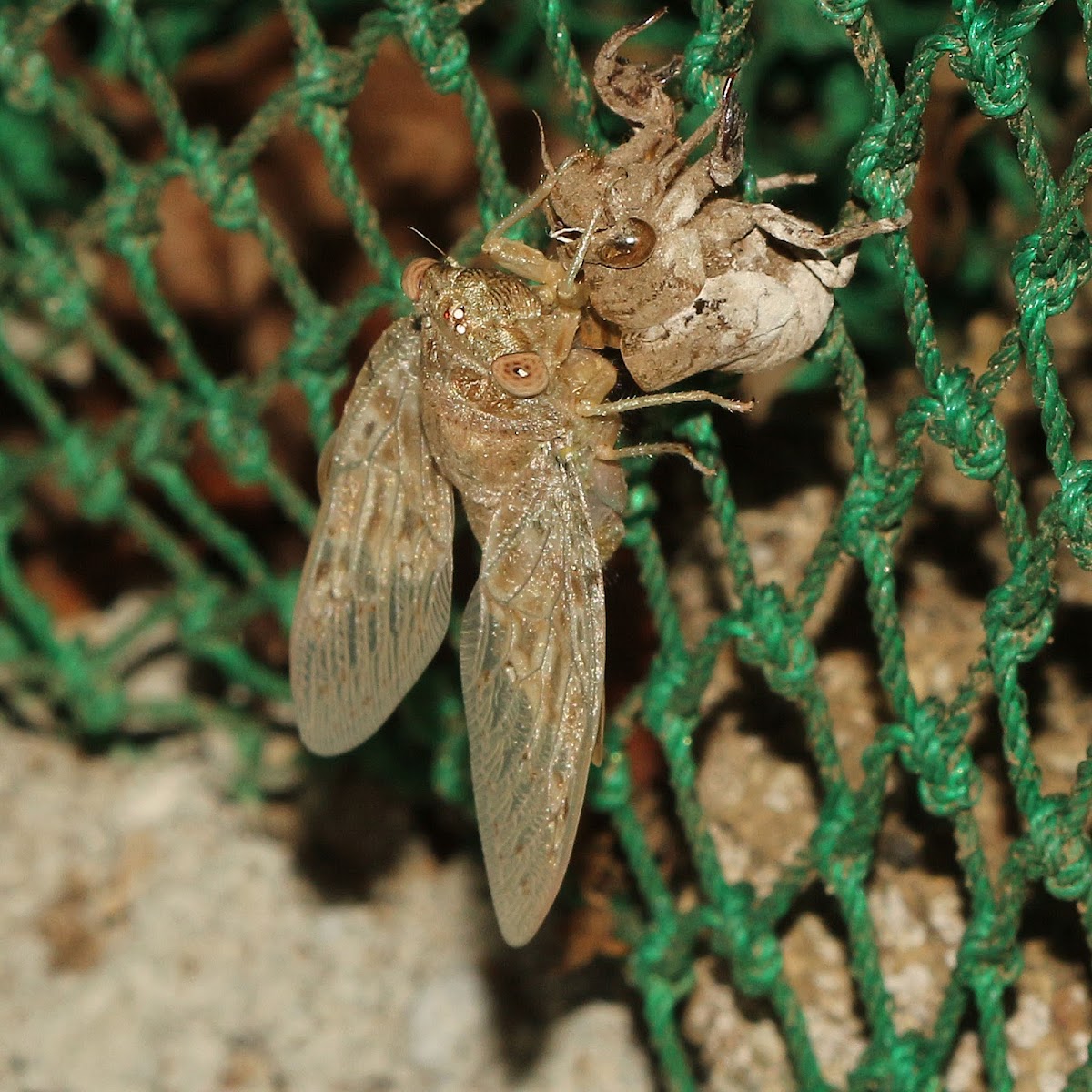 Cicada (moulting)