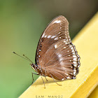 Great EggFly / Blue Moon Butterfly