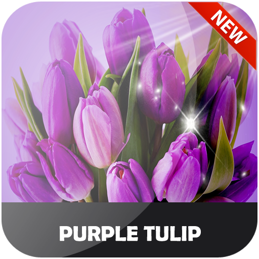 Purple Tulip Wallpaper Full HD