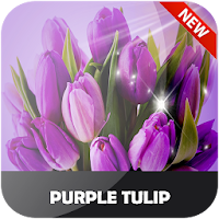 Purple Tulip Wallpaper Full HD