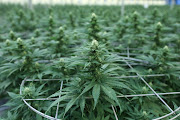 Gauteng will be investing in marijuana 