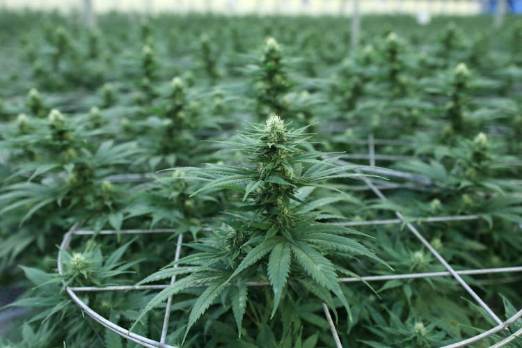 Economic development MEC Nomusa Dube-Ncube said ordinary South Africans must be licensed to grow cannabis, 'as they have enough experience'.