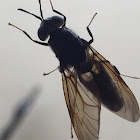 Black Soldier Fly