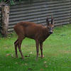 Roe deer