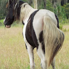 unknown horse breed