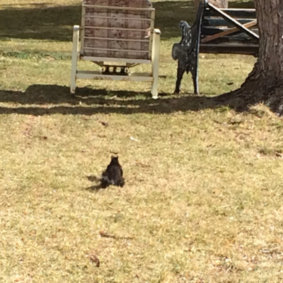 Black squirrel