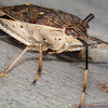 Gum-tree Shield Bug