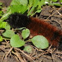 Isabella tiger moth (larva)