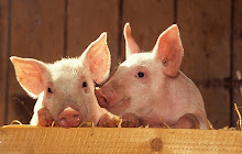Baby Pigs HD Wallpapers New Tab small promo image