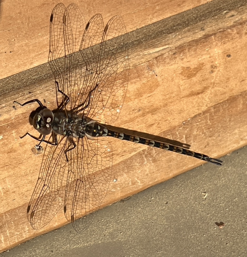 Taper-tailed Darner