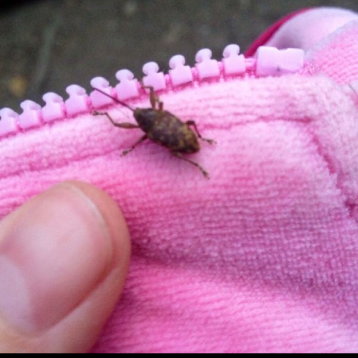 Acorn weevil