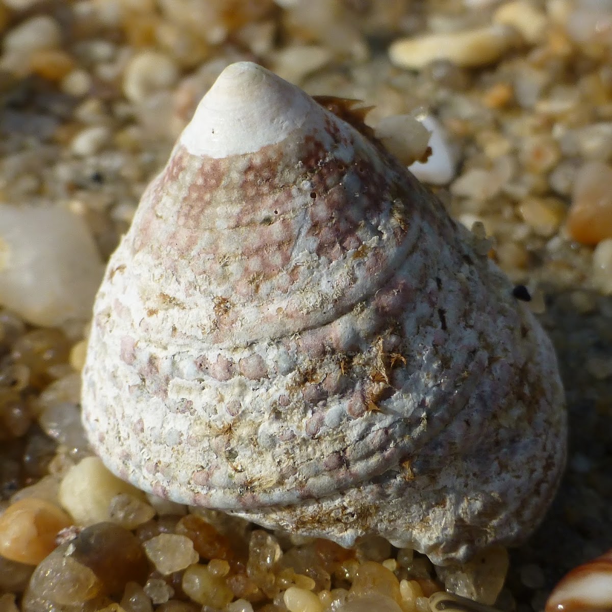 Turban Snail shell