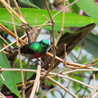 Olive-bellied sunbird