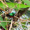 Olive-bellied sunbird