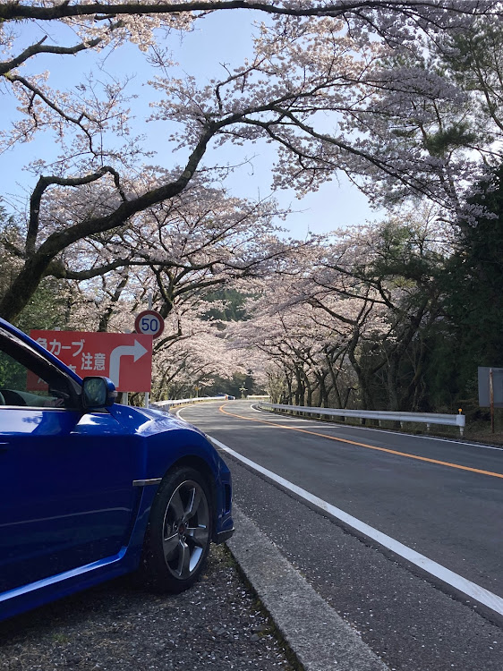 フェアレディZの桜と愛車に関するカスタム事例の投稿画像2枚目