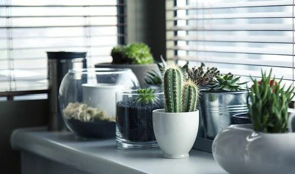 Tips to Take Care of Indoor Plants in Winter