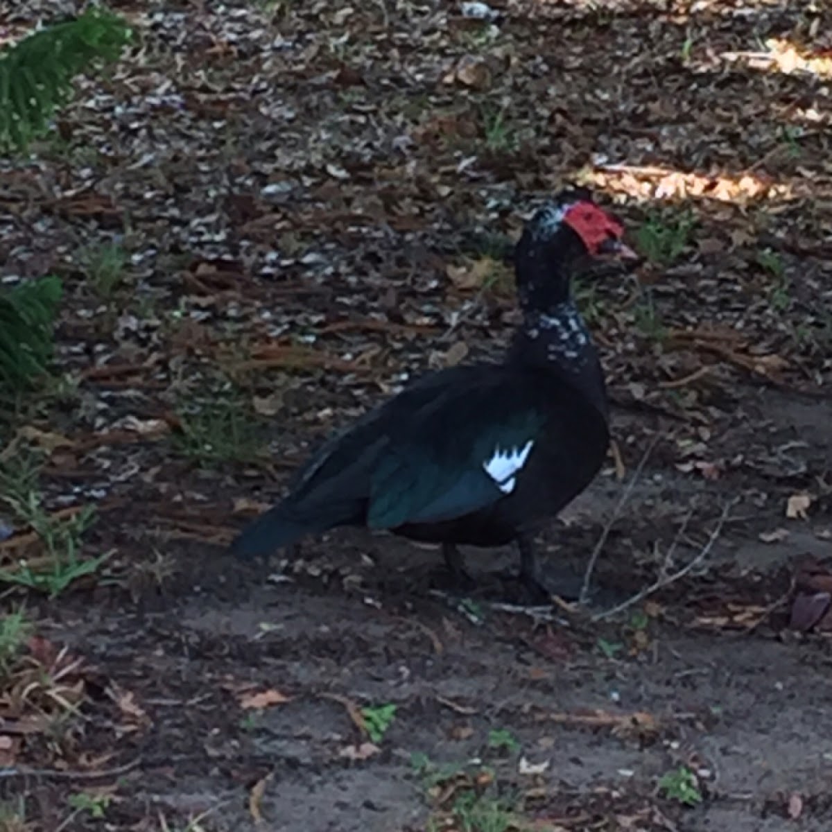 Common gallinule