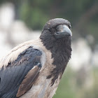 Hooded crow