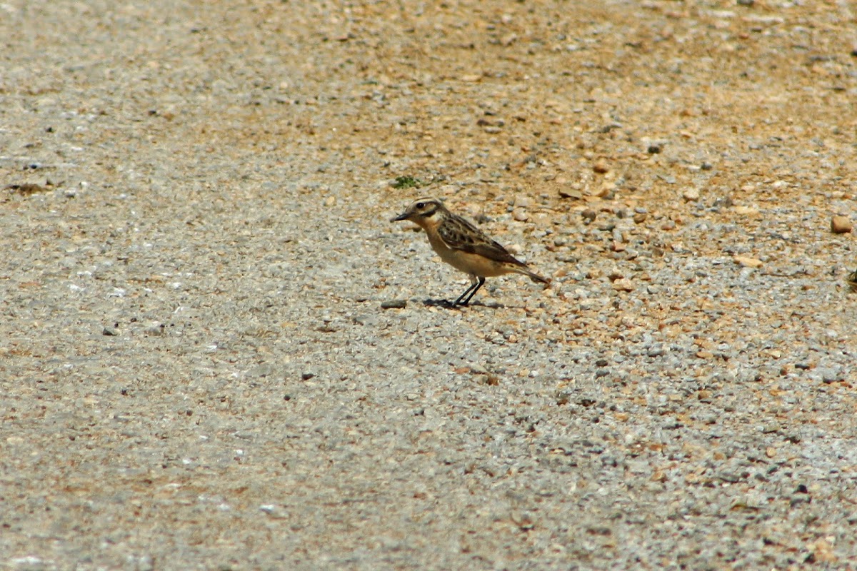 Whinchat