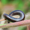 Millipede