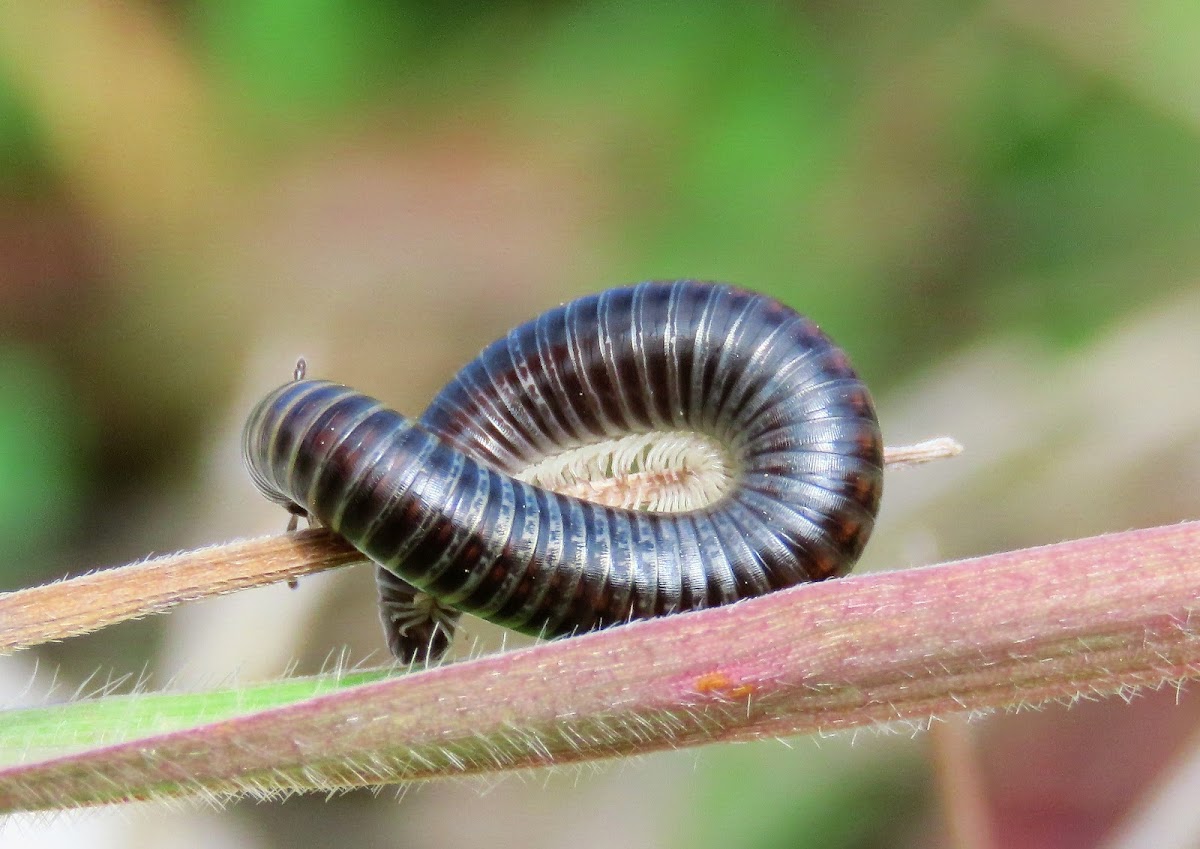 Millipede