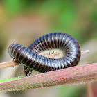 Millipede