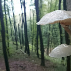 Porcelain Fungus