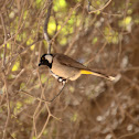 White Eared Bulbul