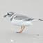 Piping plover