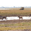 Plains Zebra