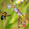 Eastern Carpenter Bee