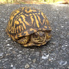 Eastern Box Turtle