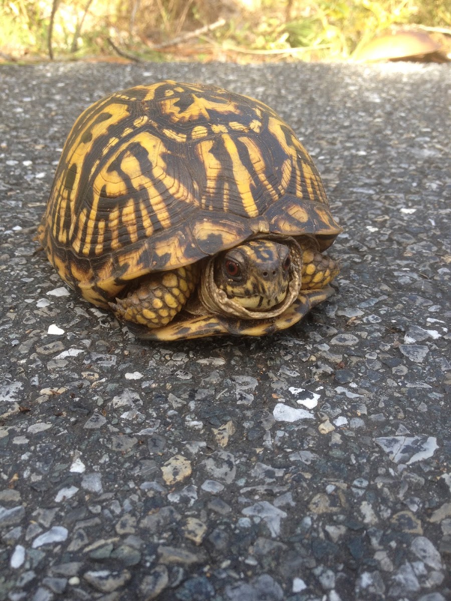 Eastern Box Turtle