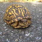 Eastern Box Turtle