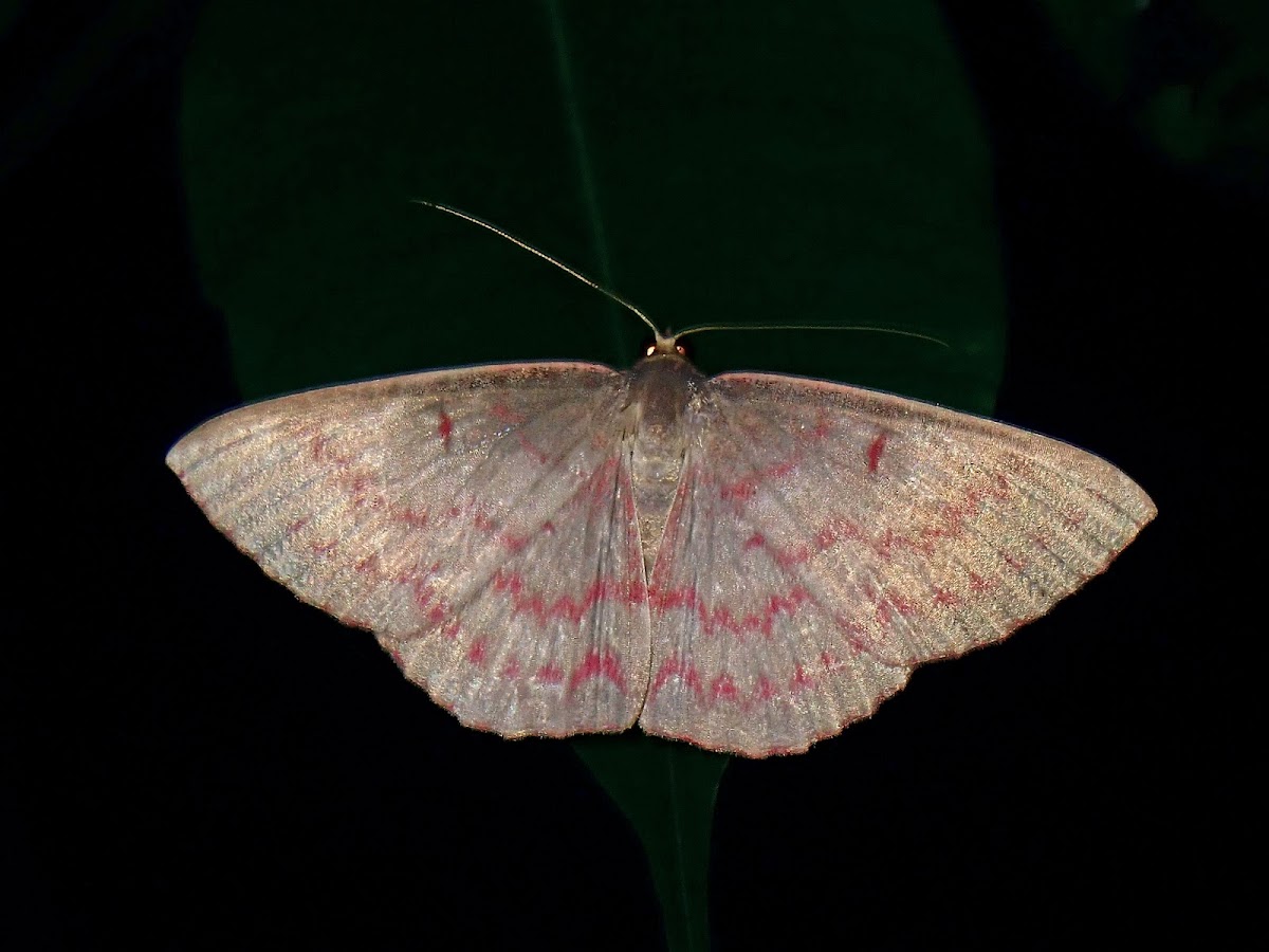 Geometrid Moth