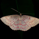 Geometrid Moth