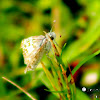 White Checkered Skipper Butterfly