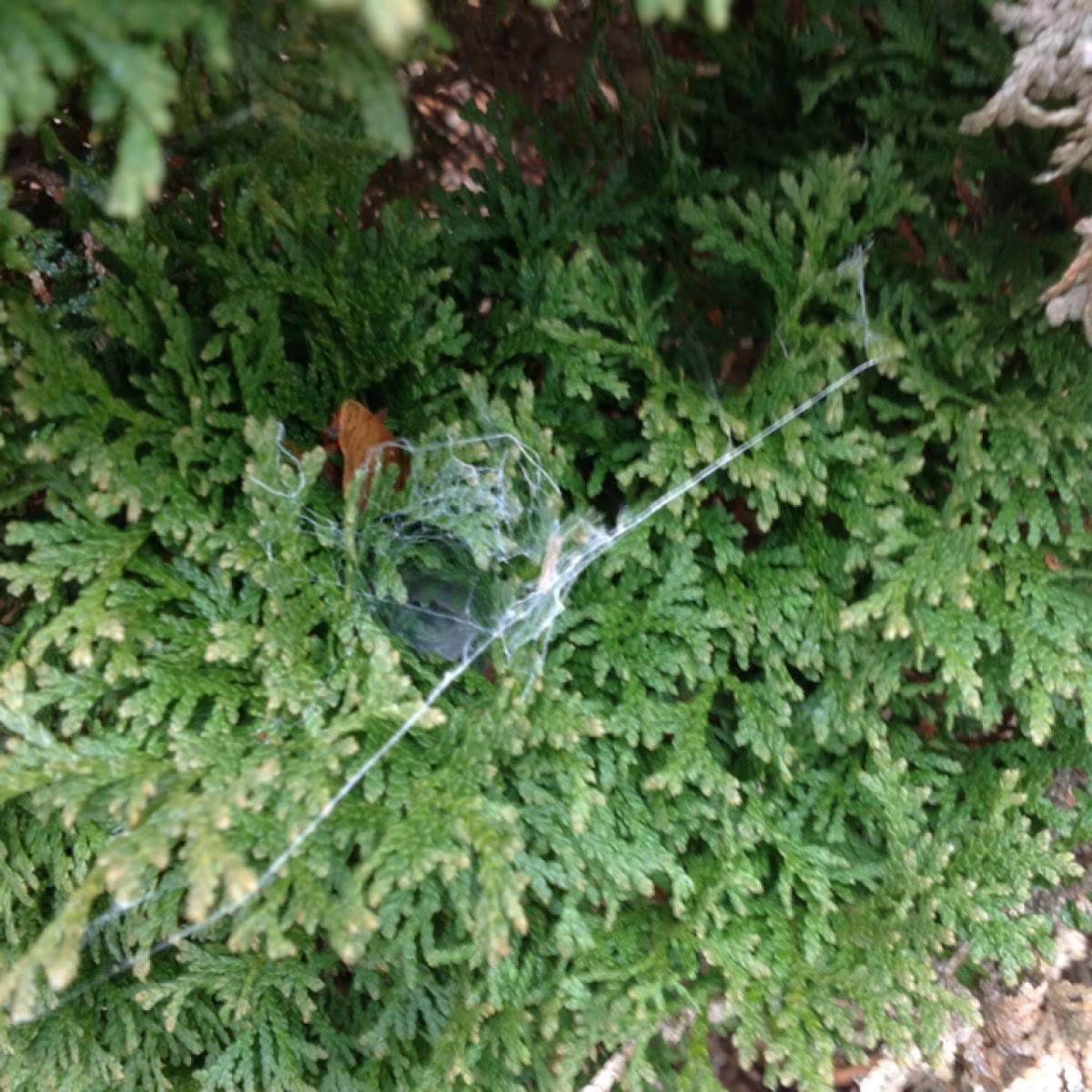 Spider web in shrub