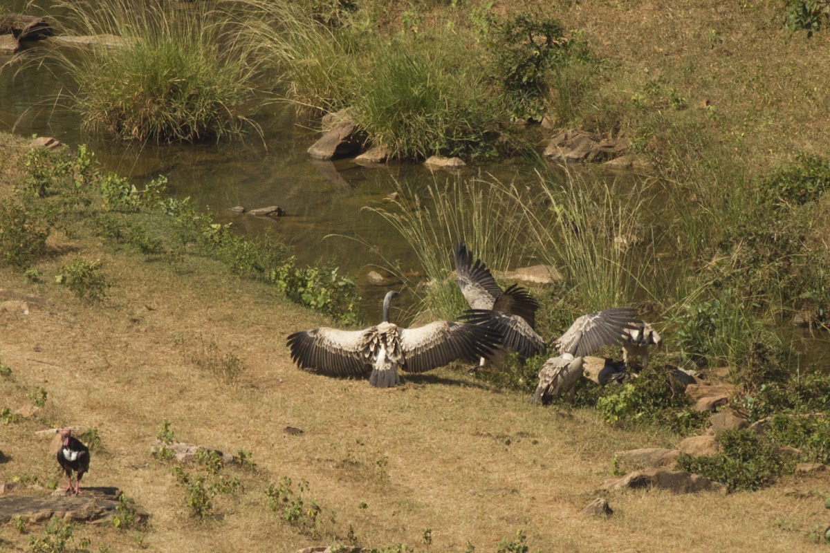 Indian vulture