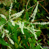 Butterfly Bush