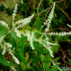 Butterfly Bush