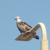 Western Osprey