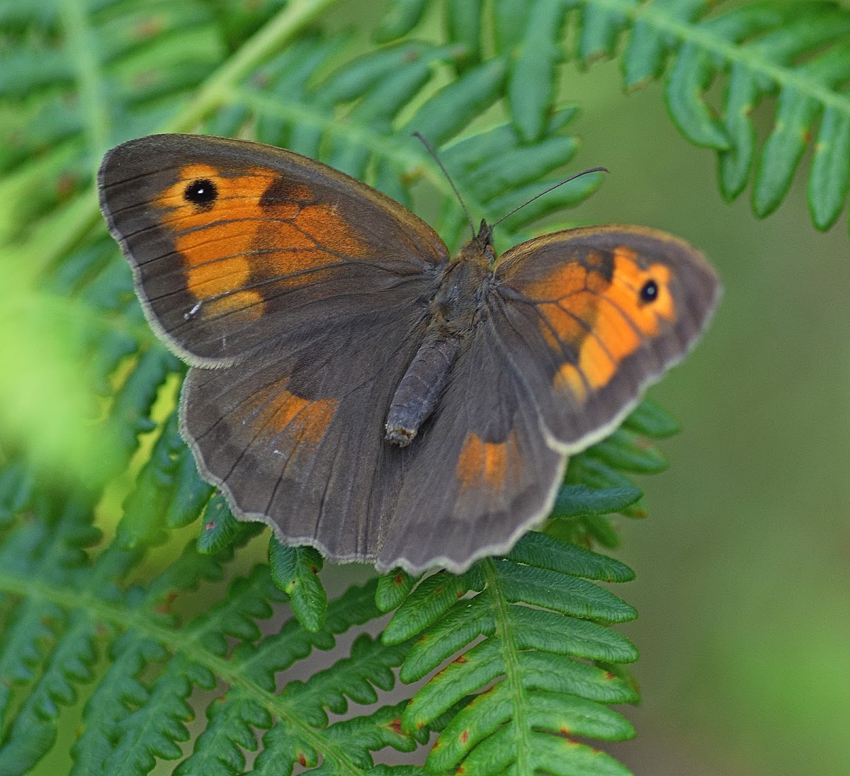 Meadow Brown