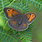 Meadow Brown