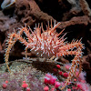 Spiny King Crab