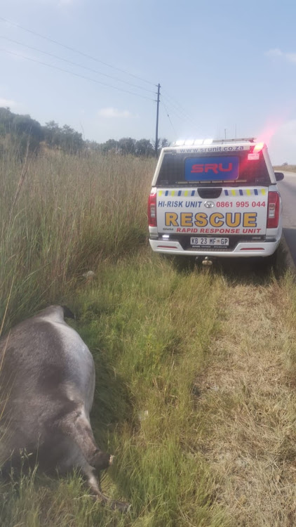 Someone reported that this animal had been killed by the lion but it was in fact struck by a vehicle.