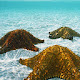 Starfish New Tab Page HD Popular Ocean Theme